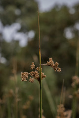 Juncus sarophorus