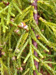 Halocarpus
