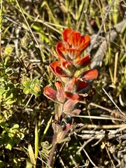 Castilleja latifolia