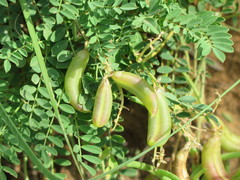 Astragalus distortus engelmannii