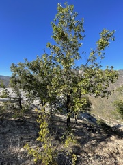 Quercus devia
