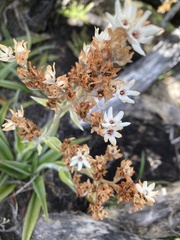 Milligania densiflora