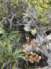 Milligania densiflora