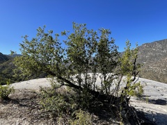 Quercus devia