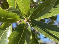Quercus devia