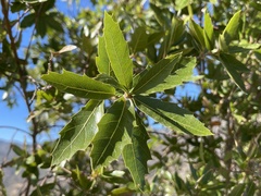 Quercus devia