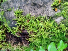 Acrocladium chlamydophyllum