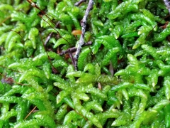 Acrocladium chlamydophyllum