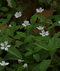Pseudostellaria europaea