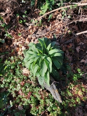 Digitalis purpurea
