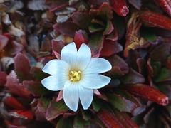 Epilobium margaretiae