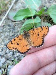 Melitaea didymoides