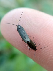 Scythris sinensis