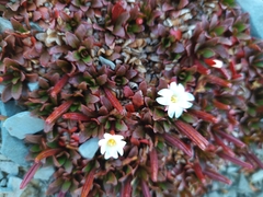 Epilobium margaretiae