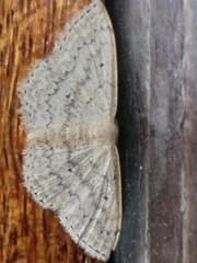 Scopula lactaria