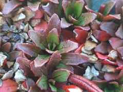 Epilobium margaretiae