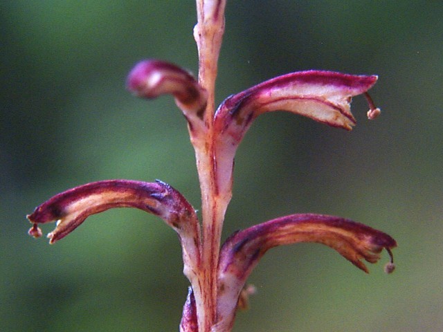 Epifagus