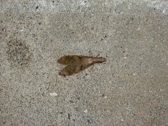 Corydalus flavicornis