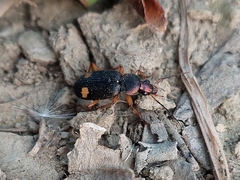 Chlaenius bioculatus