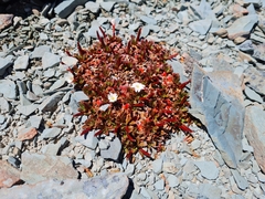 Epilobium margaretiae