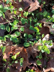 Magnoliopsida