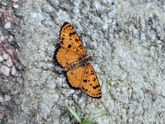 Melitaea didymoides