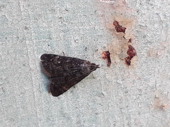 Heliothela wulfeniana