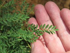 Astragalus distortus engelmannii