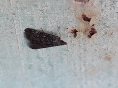Heliothela wulfeniana