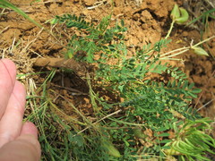Astragalus distortus engelmannii
