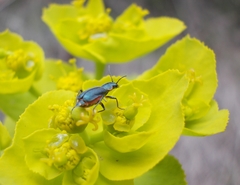 Clanoptilus abdominalis