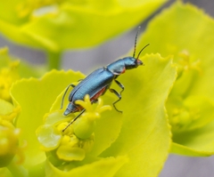Clanoptilus abdominalis