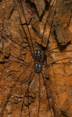 Opiliones