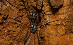 Opiliones