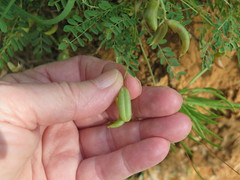 Astragalus distortus engelmannii