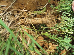 Astragalus distortus engelmannii