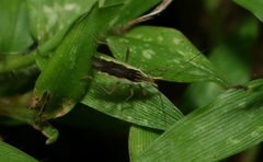 Lasiomiris albopilosus