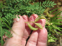 Astragalus distortus engelmannii