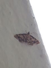 Metasia ophialis