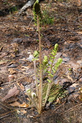 Osmundastrum cinnamomeum image