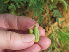 Astragalus distortus engelmannii
