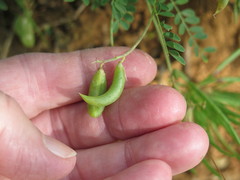 Astragalus distortus engelmannii
