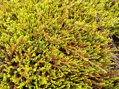 Lepidothamnus laxifolius