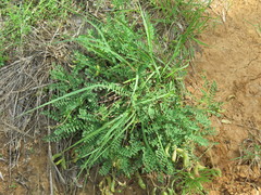 Astragalus distortus engelmannii