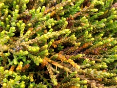 Lepidothamnus laxifolius