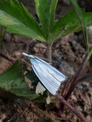 Pseudocatharylla simplex