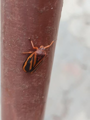 Acanthodeois