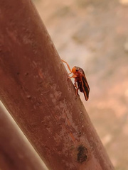 Acanthodeois