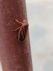 Acanthodeois