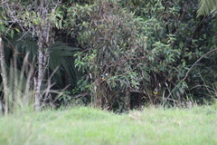 Cyanocorax yncas yncas